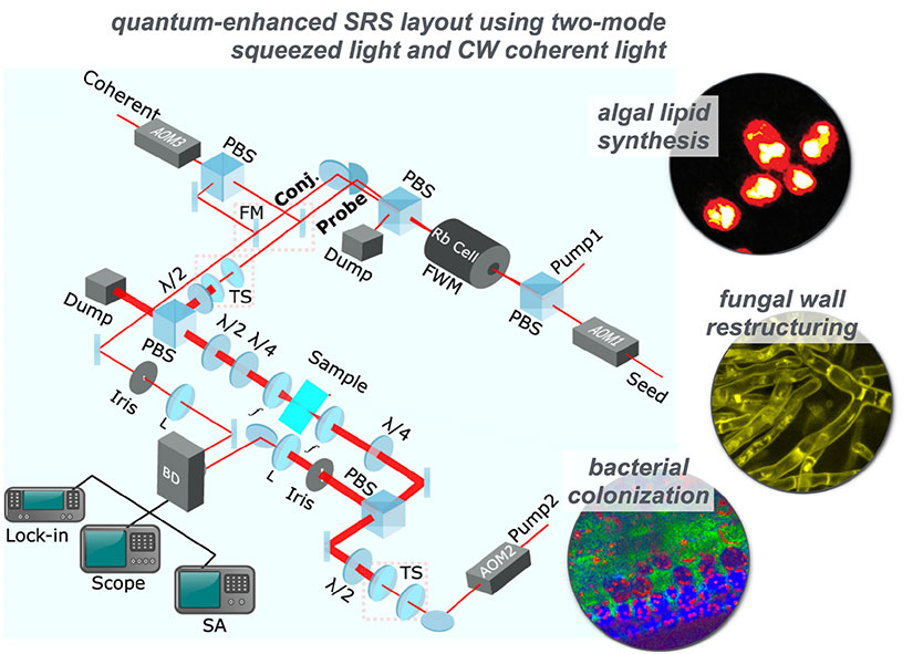 bioimaging-srs-825w Quantum-enhanced SRS layout using two-mode squeezed light and CW coherent light for algal lipid synthesis, fungal wall restructuring, and bacterial colonization. Caption: Conceptual project workflow of novel approaches being assimilated into SRS microscopy.