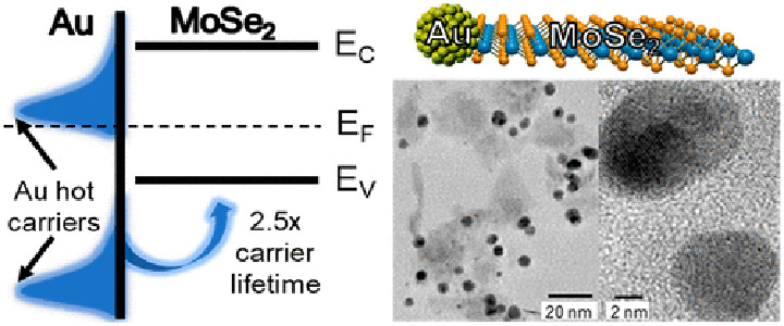 Illustrations showing gold nanoparticles carrier lifetime.