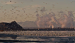 Seagulls on water with geothermal power plant in background.