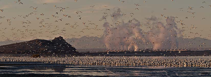 Seagulls on water with geothermal power plant in background.