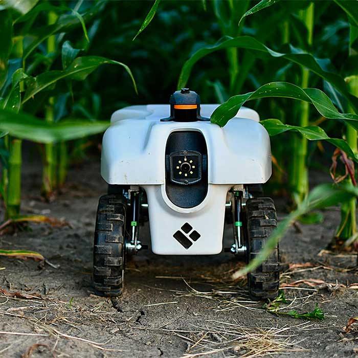 Robot in corn field