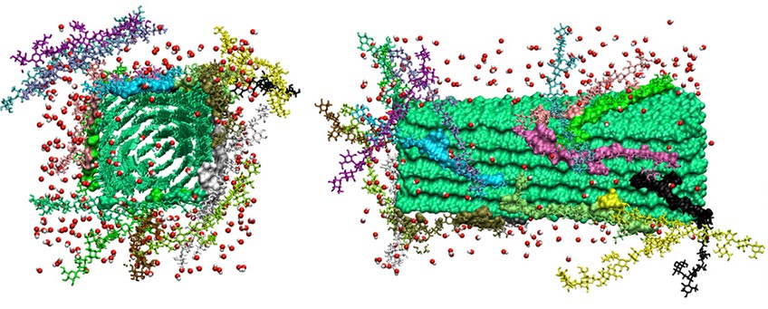 molecular-modeling Molecular model of individual chains of hemicellulose (purple and red 'sticks' representation) interacting with a cellulose microfibril