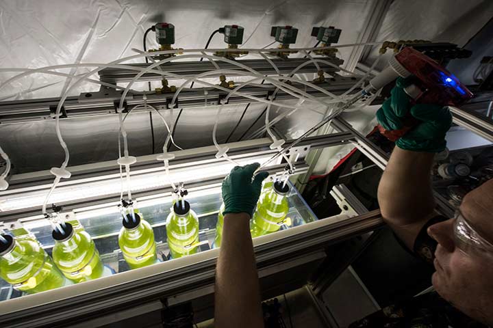 Simulated Algal Growth Environment 