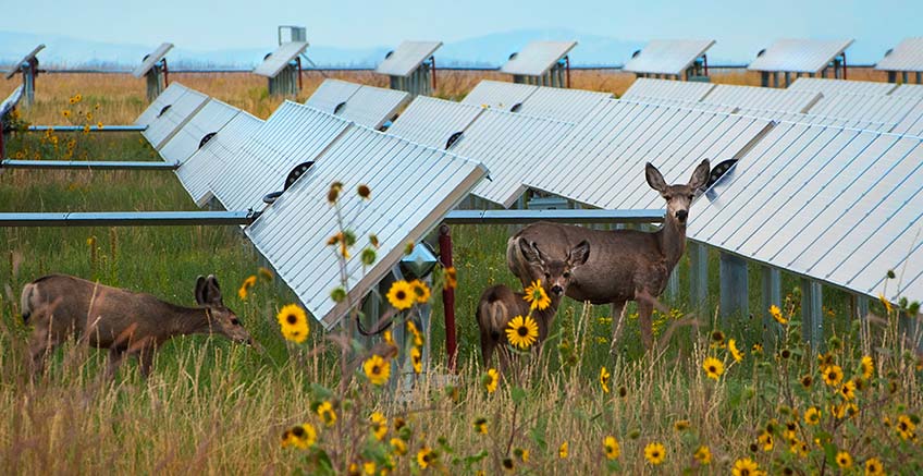 Continue reading about From Preble's Mouse to Rattlers, NREL Biologist Likes Critters