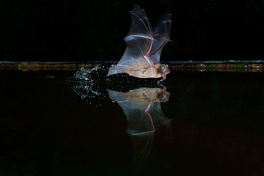 Continue reading about NREL Celebrates Bat Appreciation Day