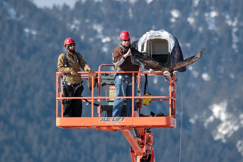 Continue reading about NREL Announces Project Selections to Address Wind-Wildlife Operations Challenges