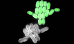 Continue reading about Scientists Pinpoint Pathways for Carbon Dioxide Uptake of Cyanobacteria