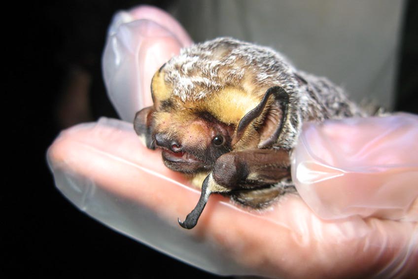 Continue reading about NREL Research Makes Skies Safer for Bats