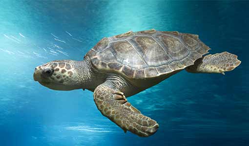 Continue reading about Wind Energy and Wildlife Share Future in the Skies and Seas