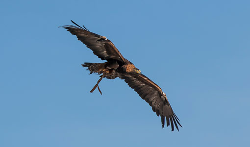 Continue reading about Novel Modeling Tool Seeks Insight into Eagle Flight at Wind Plants