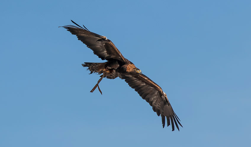 A golden eagle in flight.