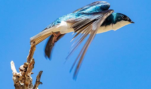 Continue reading about NREL and Project Partners Team-Up To Advance Species Conservation and Wind Energy Deployment