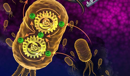 Continue reading about Not Just Bread and Beer—Microbes Can Ferment Carbon Dioxide To Make Fuel, Too