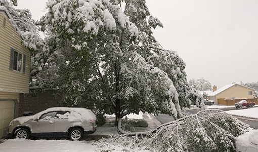 Continue reading about A Pectin-Synthesizing Enzyme May Help Trees Weather Storms. Could It Be Key to More Sustainable Bioproducts?