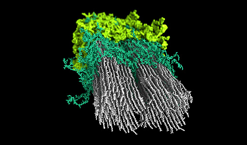 Continue reading about NREL Researchers Produce First Macromolecular Model of Plant Secondary Cell Wall