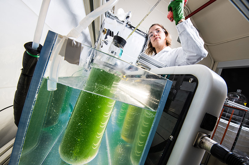 A scientist works with a test tube of algae.