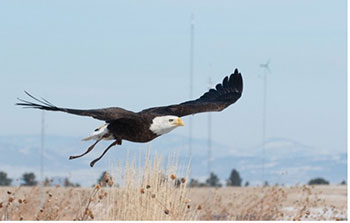 A bald eagle flying above a grassy field with a wind turbine in the background.