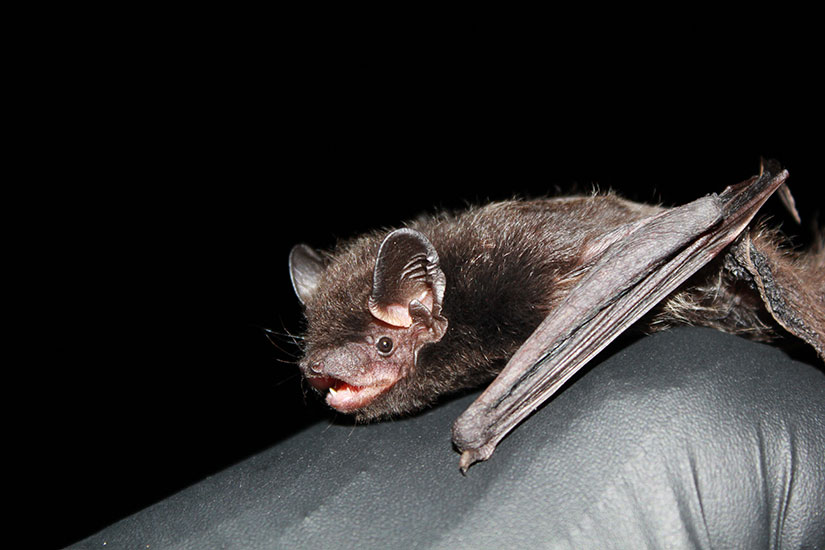 A silver-haired bat rests on person’s hand