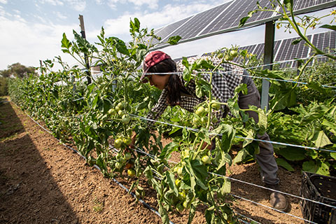 Person tending field of crops in front of solar panels