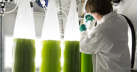 The Photobioreactor Bag System is NREL's large scale algal culturing platform. Each bag is 30L and is used to generate algal biomass for a variety of projects. The cultures grow for approximately two weeks, and then will be harvested.